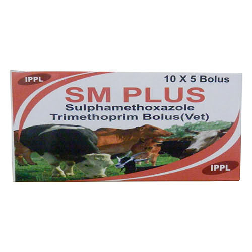 SM PLUS